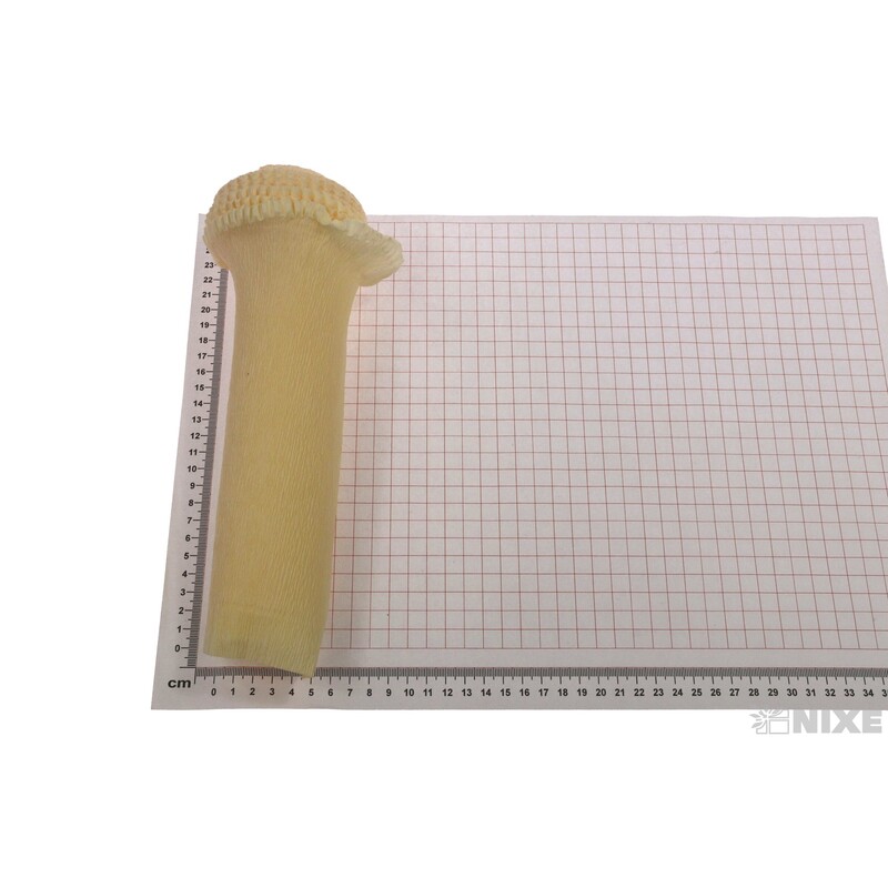 KREP VLNKA 25cmx2,5m*577 VANILKOVÁ