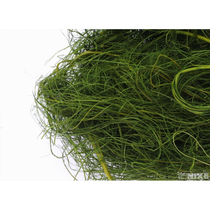 SISAL NS01 100g*OLIVOVÁ C16