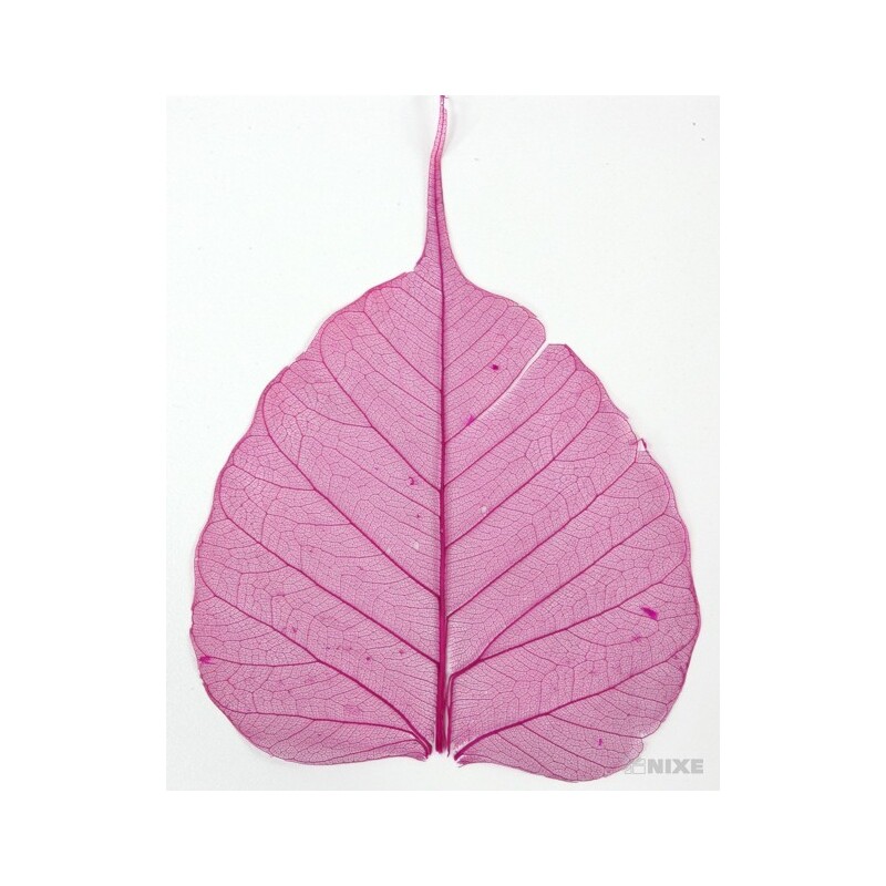 SKELETON LEAVES BAYAN*RŮŽOVÁ TM.