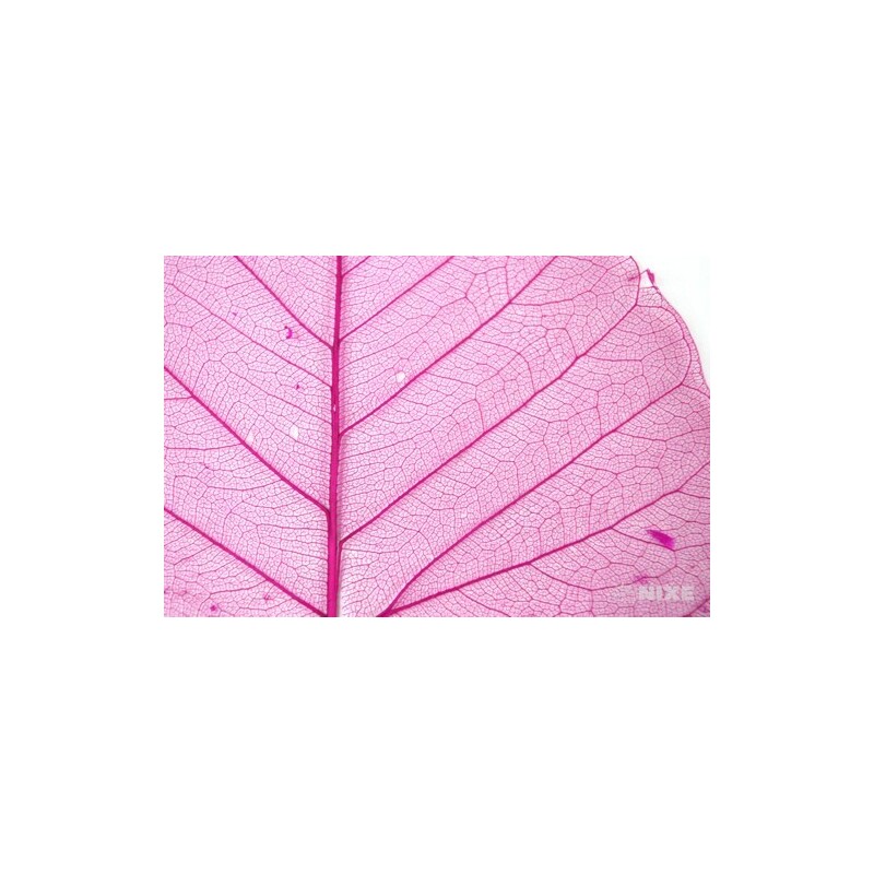 SKELETON LEAVES BAYAN*RŮŽOVÁ TM.