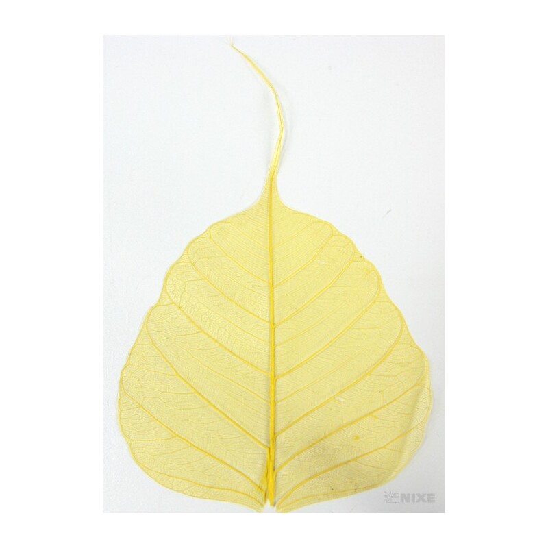 SKELETON LEAVES BAYAN*ŽLUTÁ