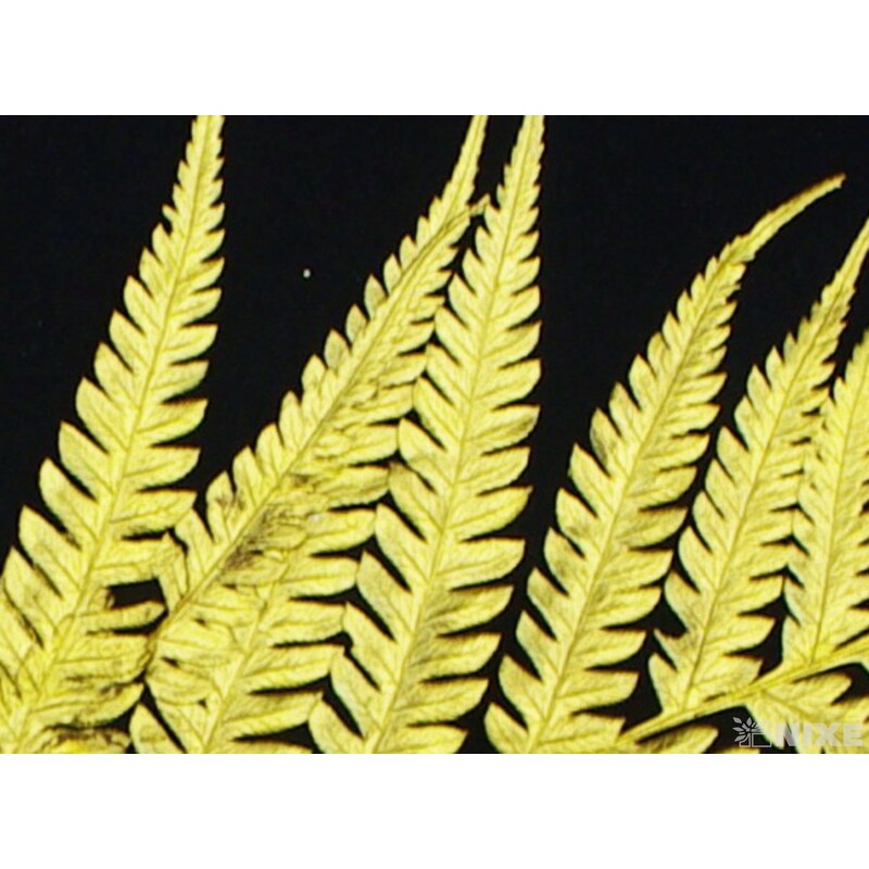 ZÁPICH LIST 12ks 50cm*ZLATÁ