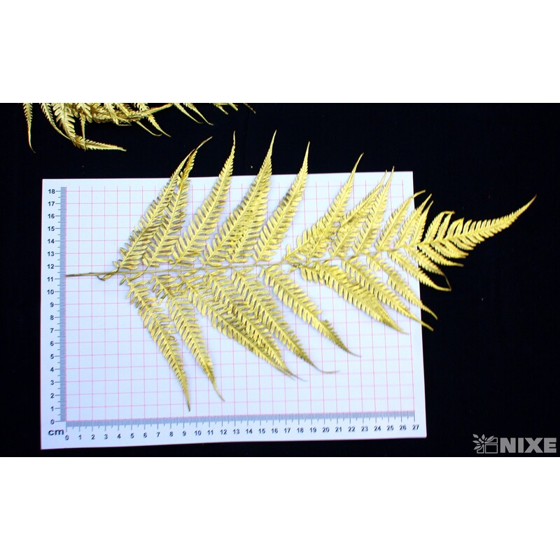 ZÁPICH LIST 12ks 50cm*ZLATÁ