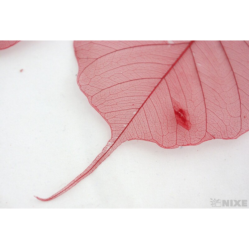 SKELETON LEAVES BAYAN*ČERVENÁ