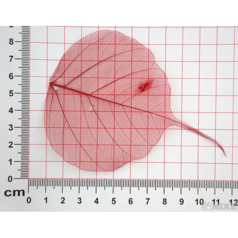 SKELETON LEAVES BAYAN*ČERVENÁ