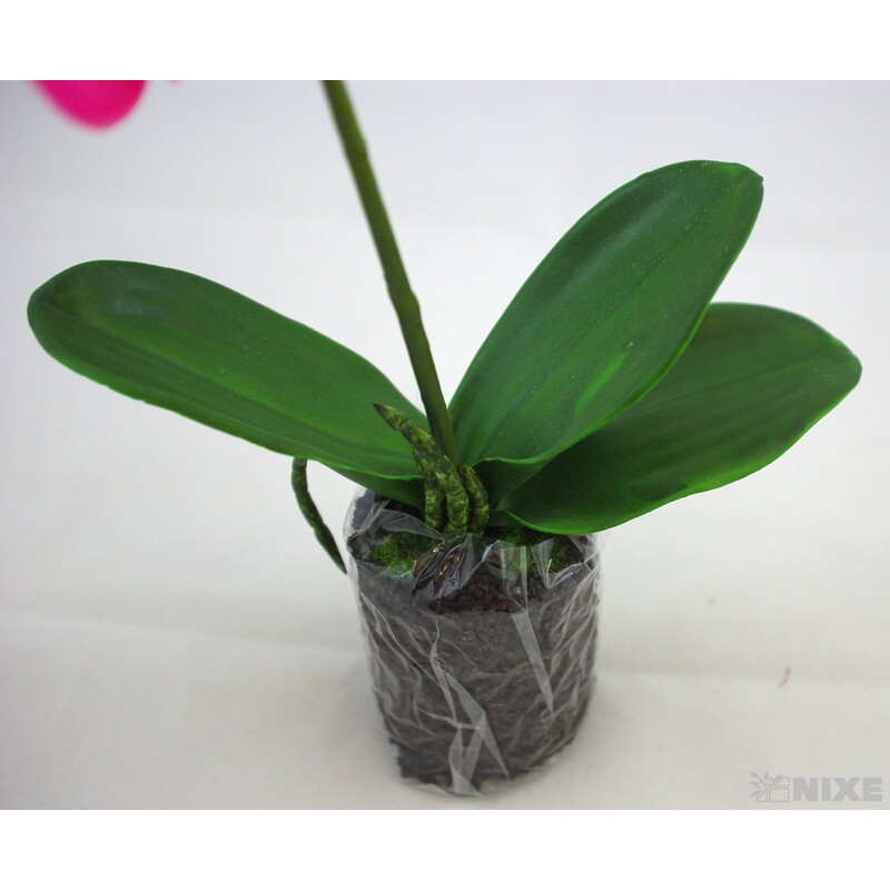 ORCHIDEA 33cm*RŮŽOVÁ