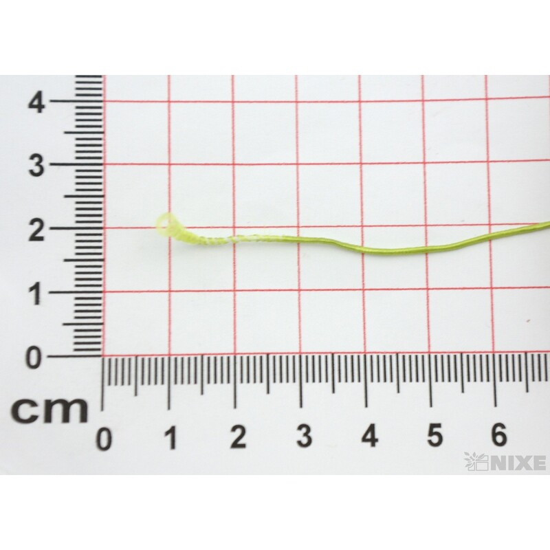 GYMPA SLABÁ CÍVKA 1mmx25m*ZELENÁ SV 914760