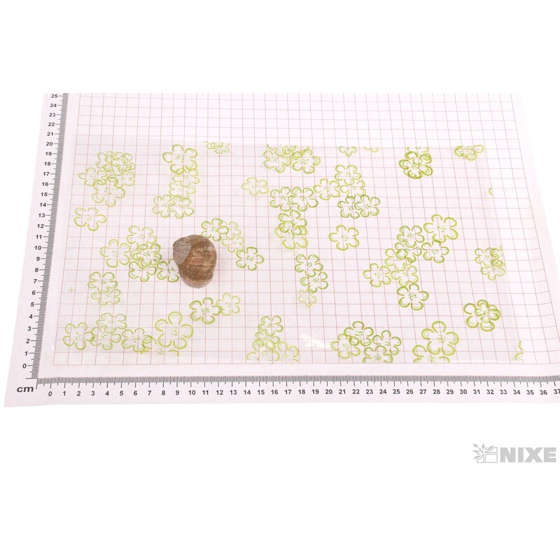 20x35cm JABLOŇ KVĚT T SÁČEK 50ks*ZELENÁ