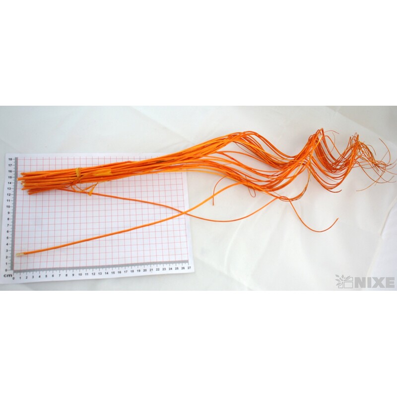CURLY WILLOW HALF 60cm*ORANŽOVÁ