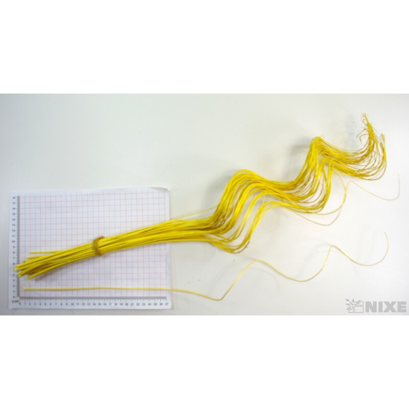 CURLY WILLOW HALF 60cm*ŽLUTÁ
