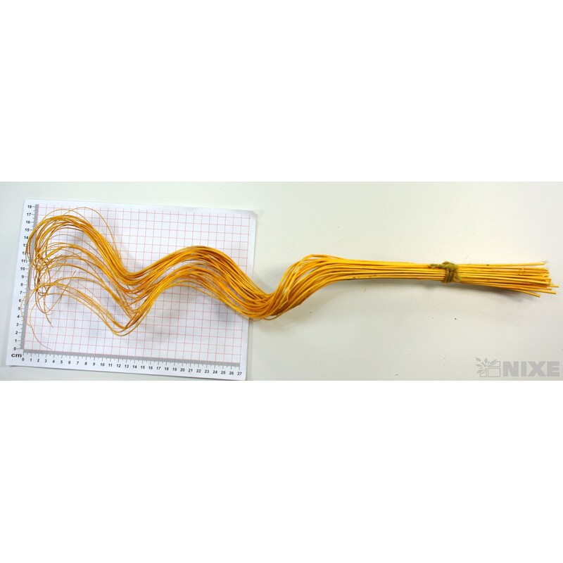 CURLY WILLOW HALF 60cm*ŽLUTÁ TM.