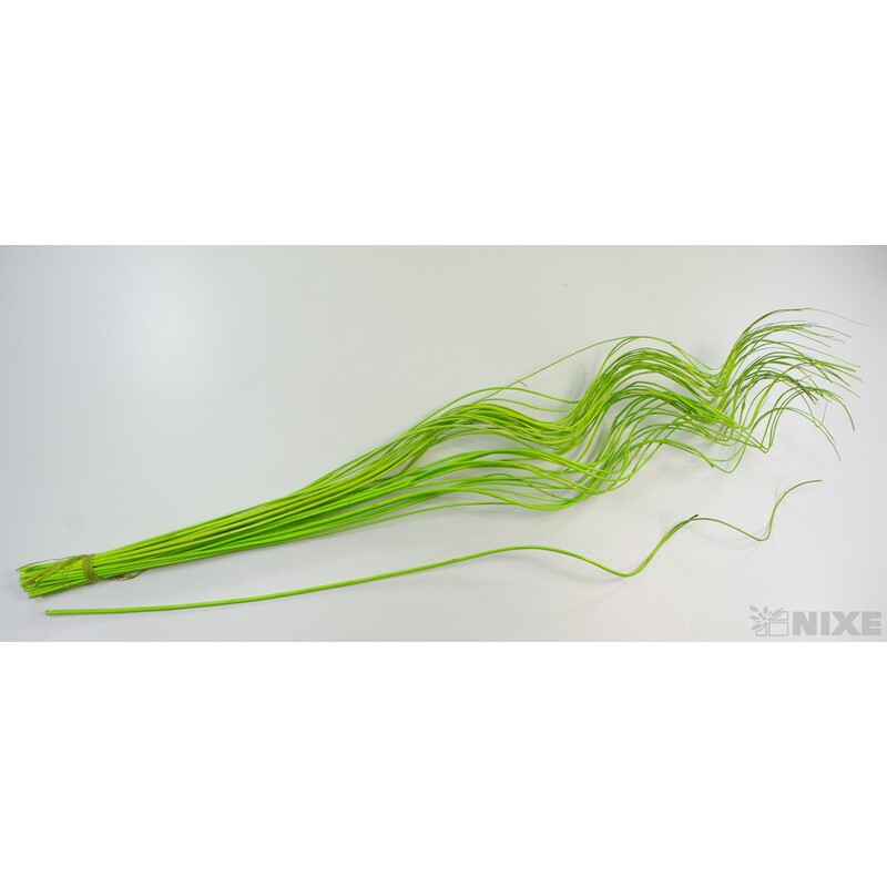 CURLY WILLOW HALF 80cm*ZELENÁ
