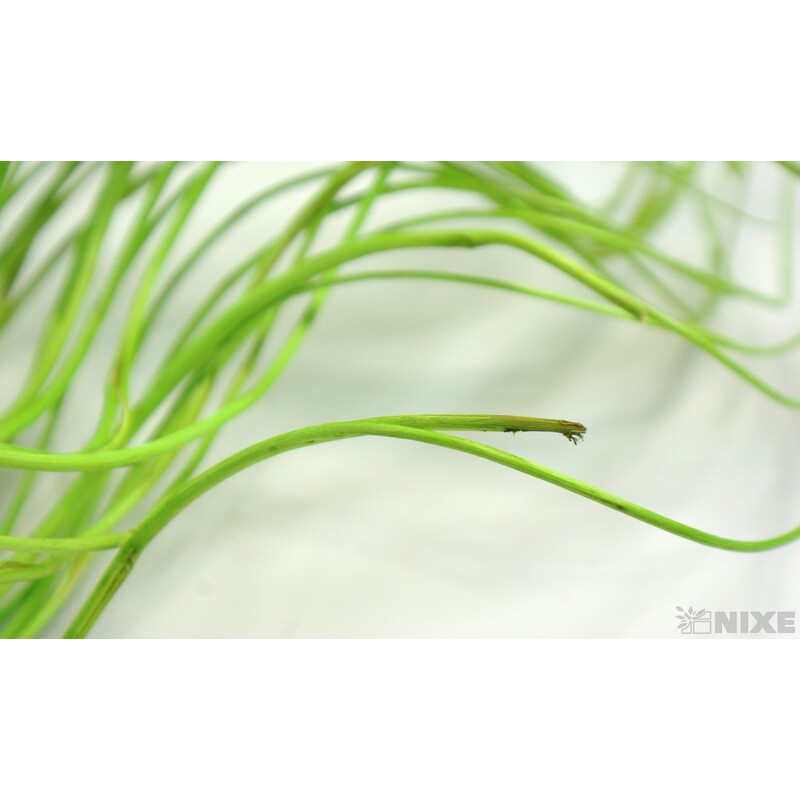 CURLY WILLOW HALF 80cm*ZELENÁ