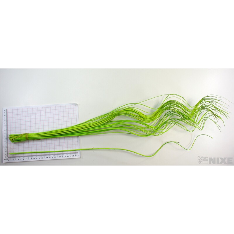 CURLY WILLOW HALF 80cm*ZELENÁ