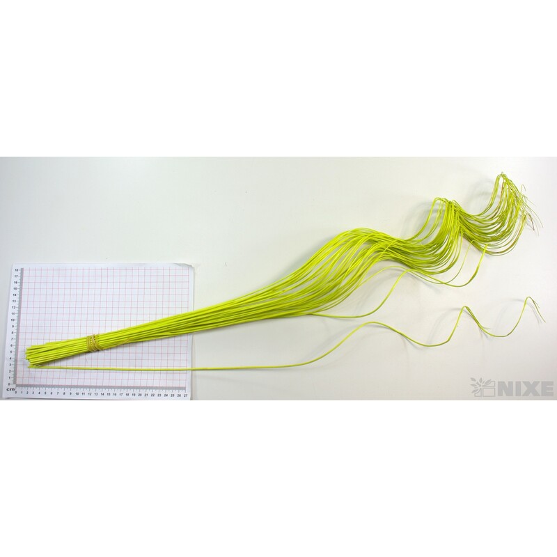 CURLY WILLOW HALF 80cm*ZELENÁ SV.