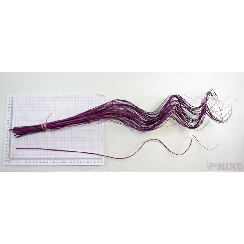 CURLY WILLOW HALF 60cm*FIALOVÁ TM.