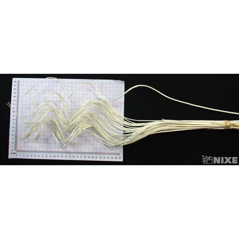 CURLY WILLOW HALF 60cm*BÍLÁ