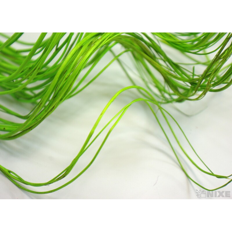 CURLY WILLOW HALF 60cm*ZELENÁ