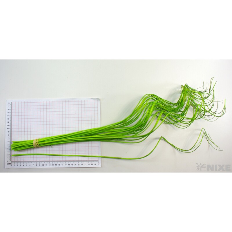 CURLY WILLOW HALF 60cm*ZELENÁ