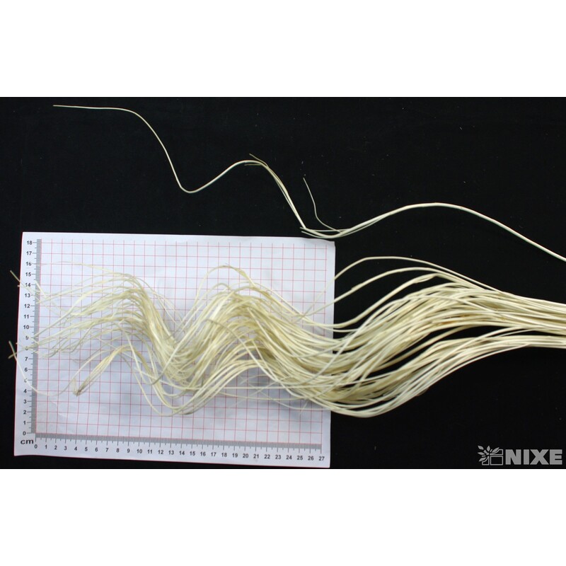 CURLY WILLOW HALF 80cm*BÍLÁ