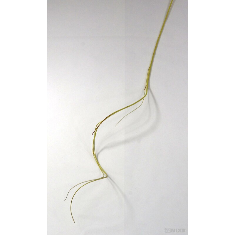 CURLY WILLOW HALF 80cm*ŽLUTÁ