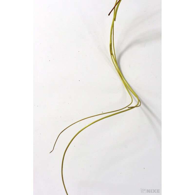 CURLY WILLOW HALF 80cm*ŽLUTÁ