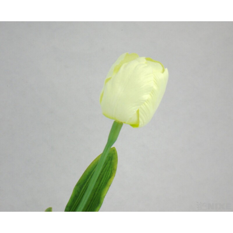 TULIPÁN 7x63cm*KRÉMOVÁ