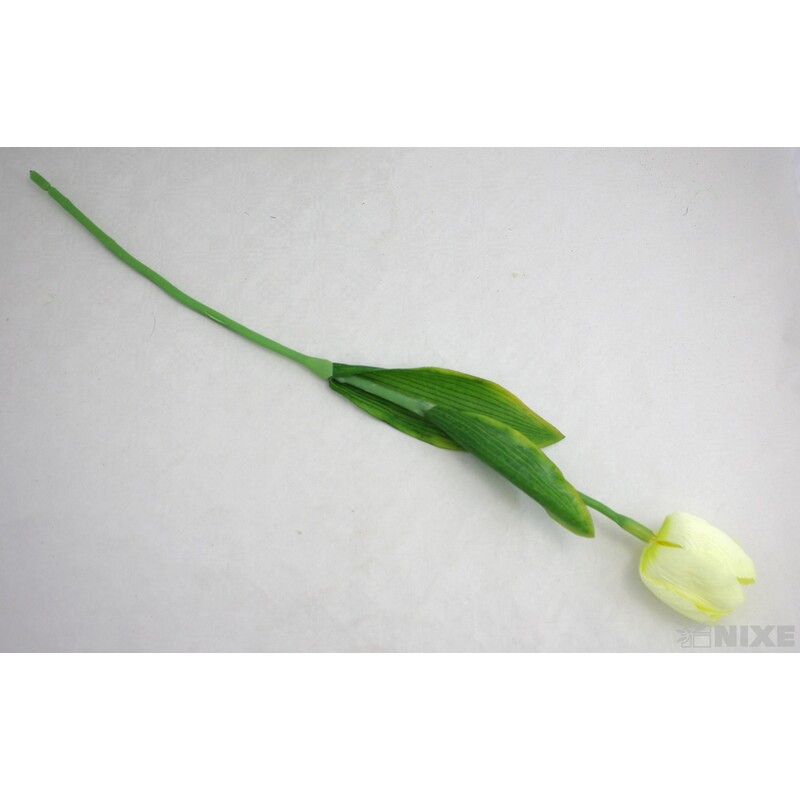 TULIPÁN 7x63cm*KRÉMOVÁ