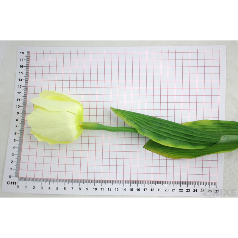 TULIPÁN 7x63cm*KRÉMOVÁ