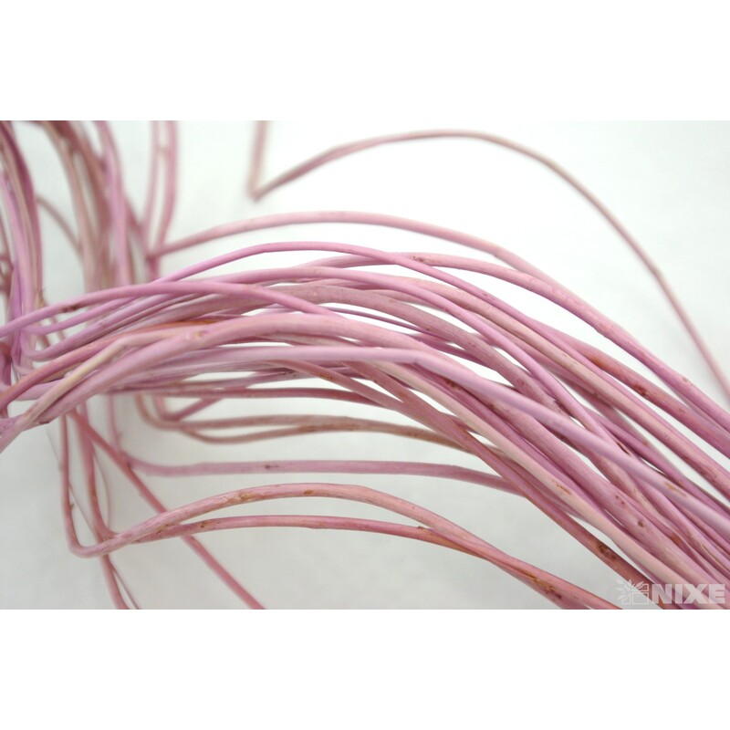 CURLY WILLOW HALF 60cm*RŮŽOVÁ SV.