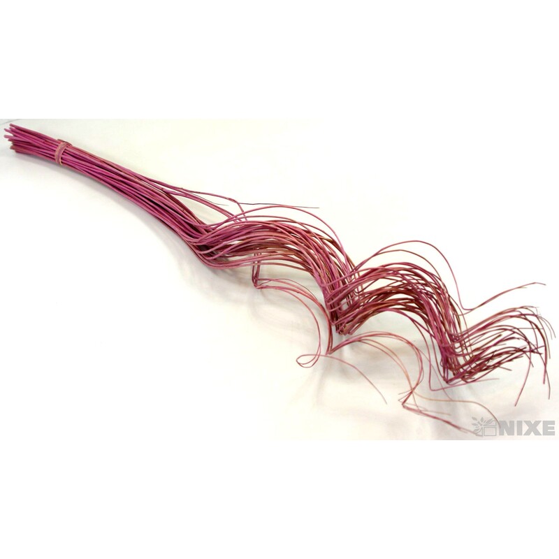 CURLY WILLOW HALF 80cm*STARORŮŽOVÁ