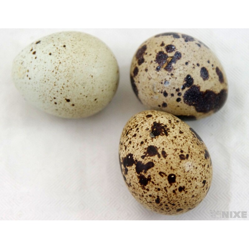 VAJÍČKA KŘEP. 3cm 12ks*PŘÍRODNÍ