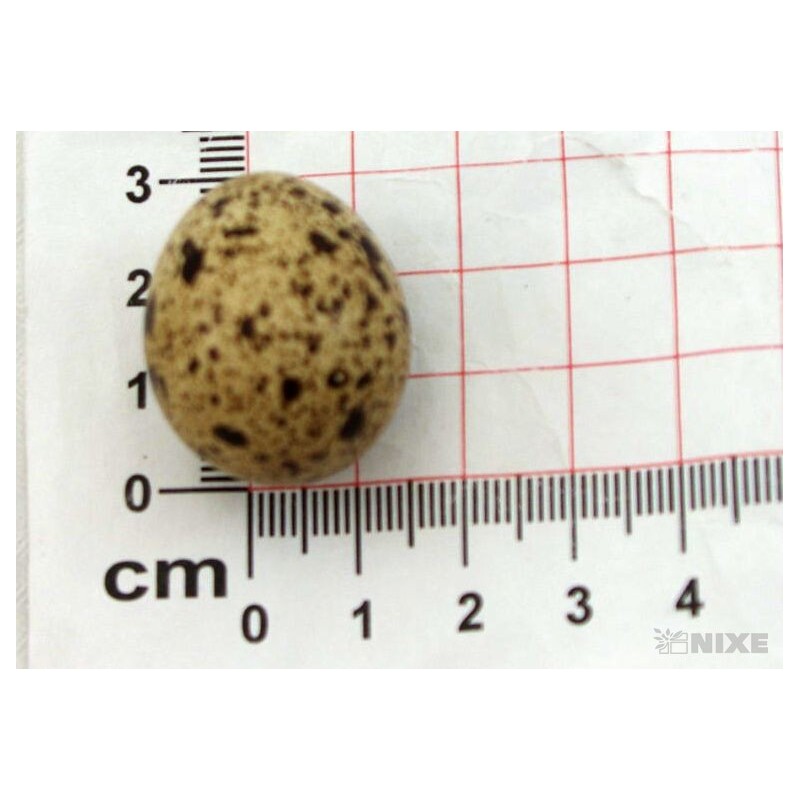 VAJÍČKA KŘEP. 3cm 12ks*PŘÍRODNÍ