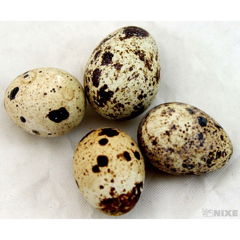 VAJÍČKA KŘEP. 3cm 48ks*PŘÍRODNÍ