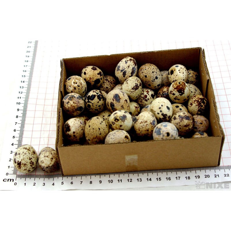 VAJÍČKA KŘEP. 3cm 48ks*PŘÍRODNÍ