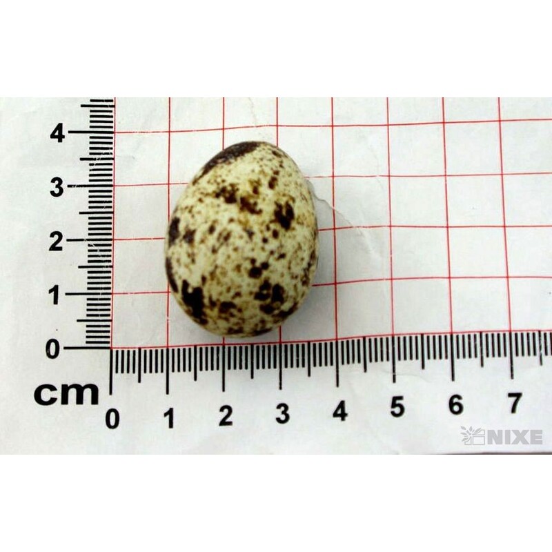 VAJÍČKA KŘEP. 3cm 48ks*PŘÍRODNÍ