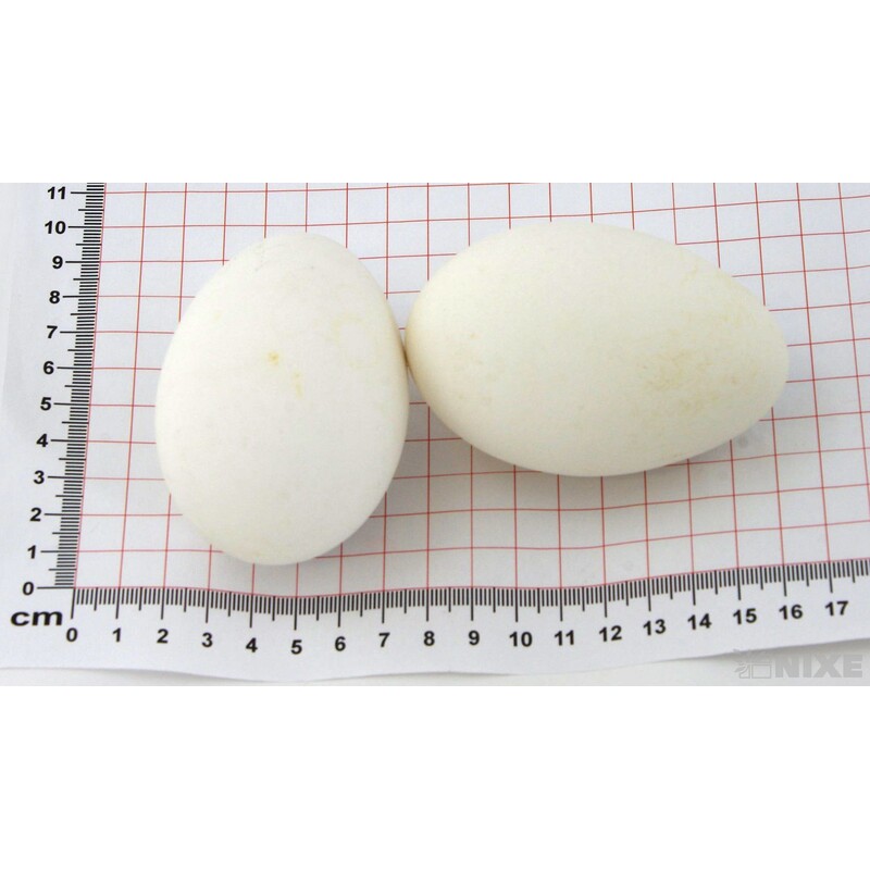 VAJÍČKA LABUŤ 9cm 6ks*PŘÍRODNÍ