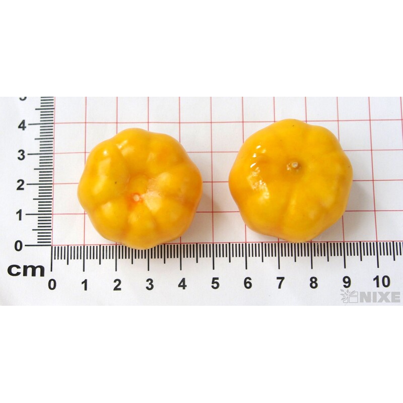 DÝNĚ 3,5cm 100ks*ORANŽOVÁ