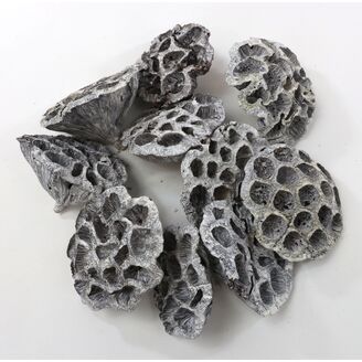 LOTOS 8-10cm 10ks*BÍLÁ