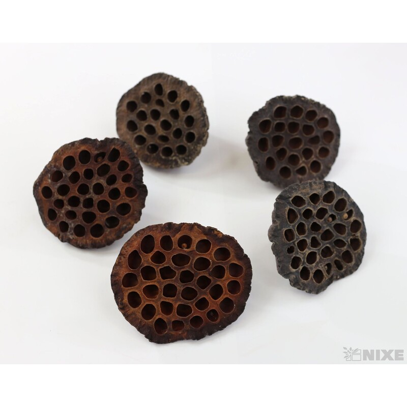 LOTOS 10cm 5ks*HNĚDÁ