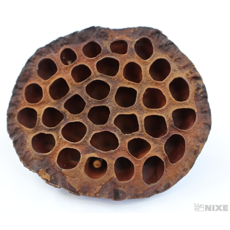 LOTOS 10cm 5ks*HNĚDÁ