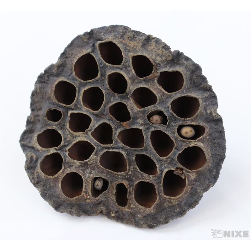 LOTOS 10cm 5ks*HNĚDÁ