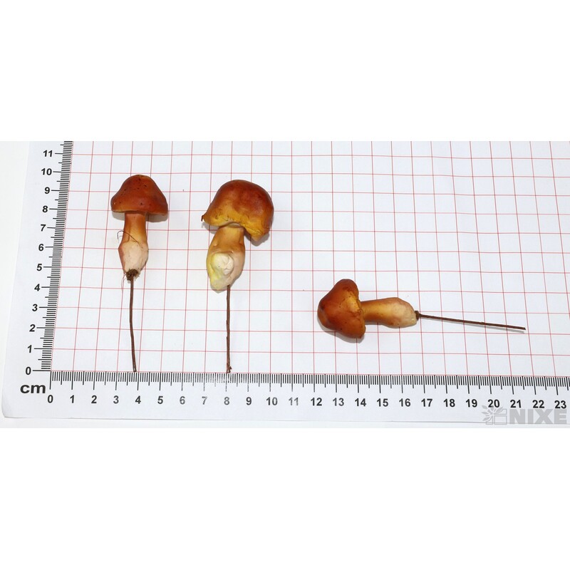 ZÁPICH HŘÍBEK 5x10cm 24ks*PŘÍRODNÍ