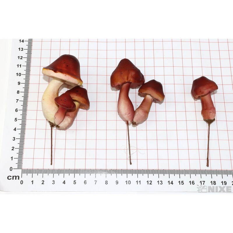 ZÁPICH HŘÍBEK 9x11cm 4x7 24ks*PŘÍRODNÍ