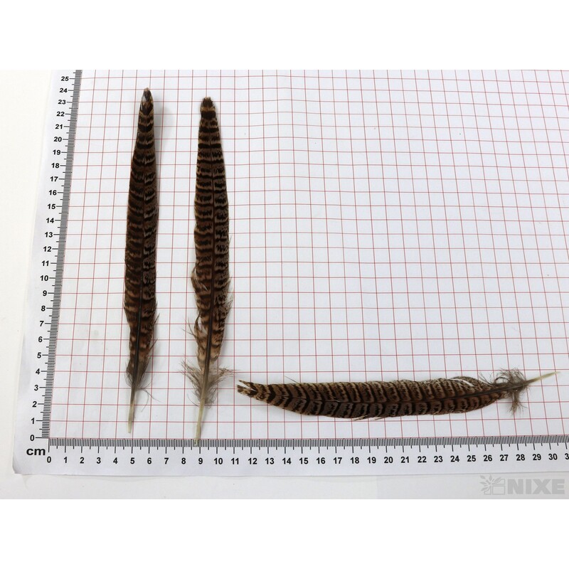 PEŘÍ BAŽANT 22cm 24ks*