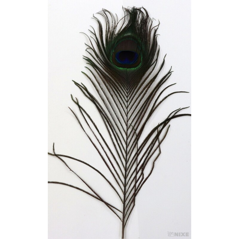 PEŘÍ PÁV 29cm 12ks*