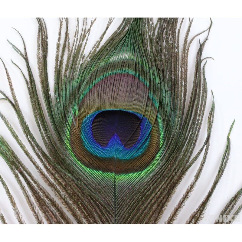 PEŘÍ PÁV 29cm 12ks*