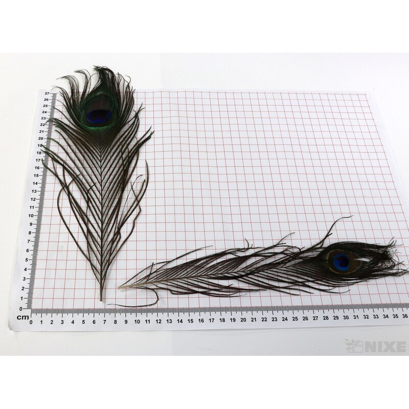 PEŘÍ PÁV 29cm 12ks*