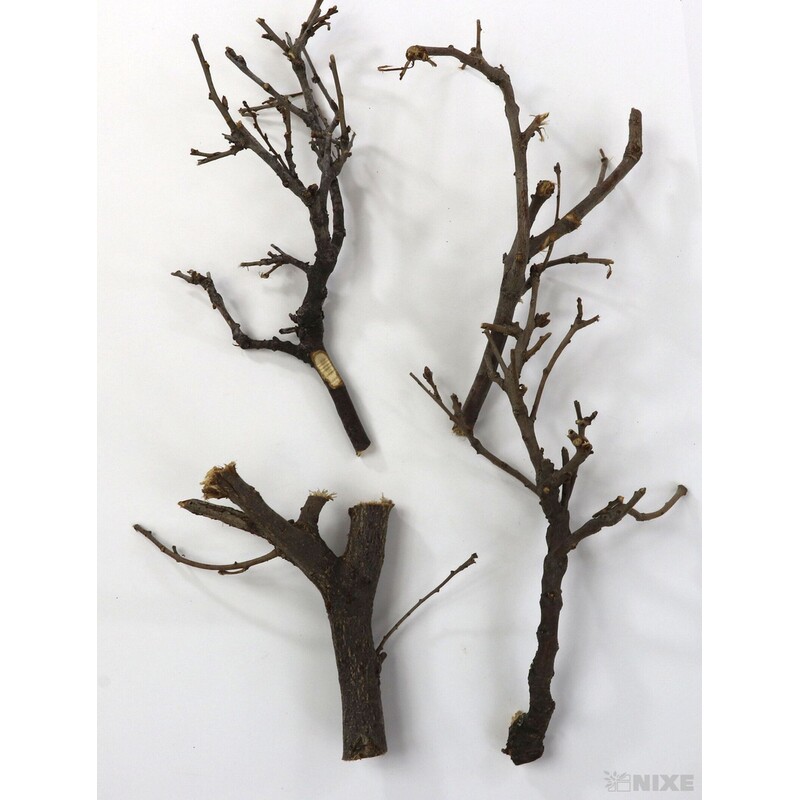 VĚTVE 2kg*PŘÍRODNÍ