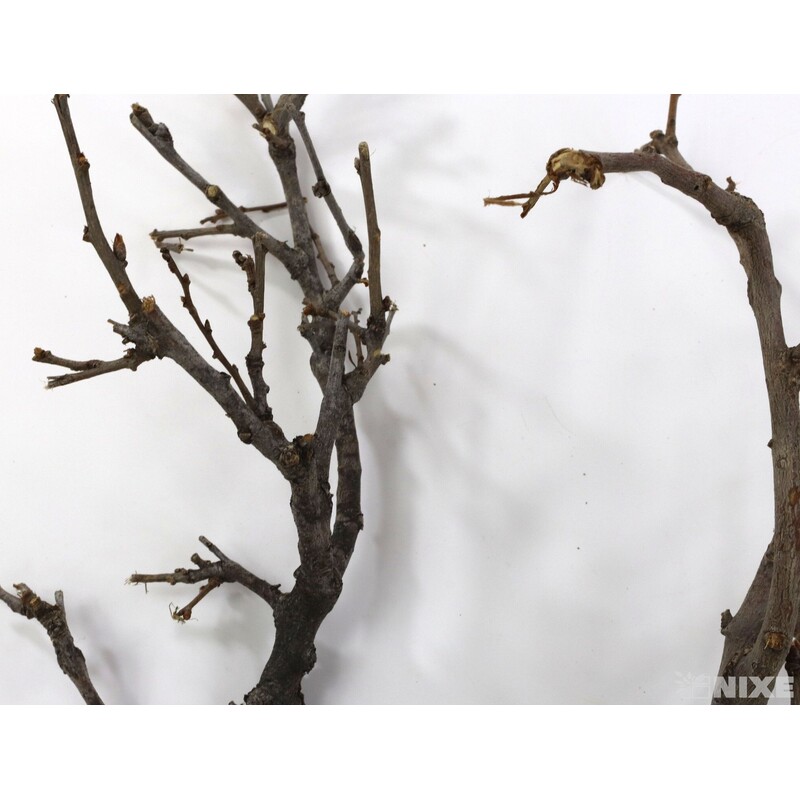 VĚTVE 2kg*PŘÍRODNÍ